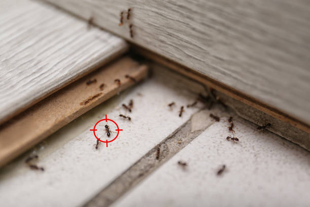 Best Emergency Pest Control  in Pearland, TX