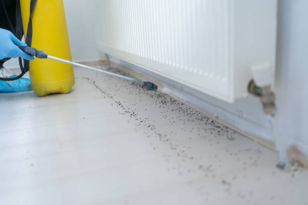 Professional Pest Control in Pearland, TX